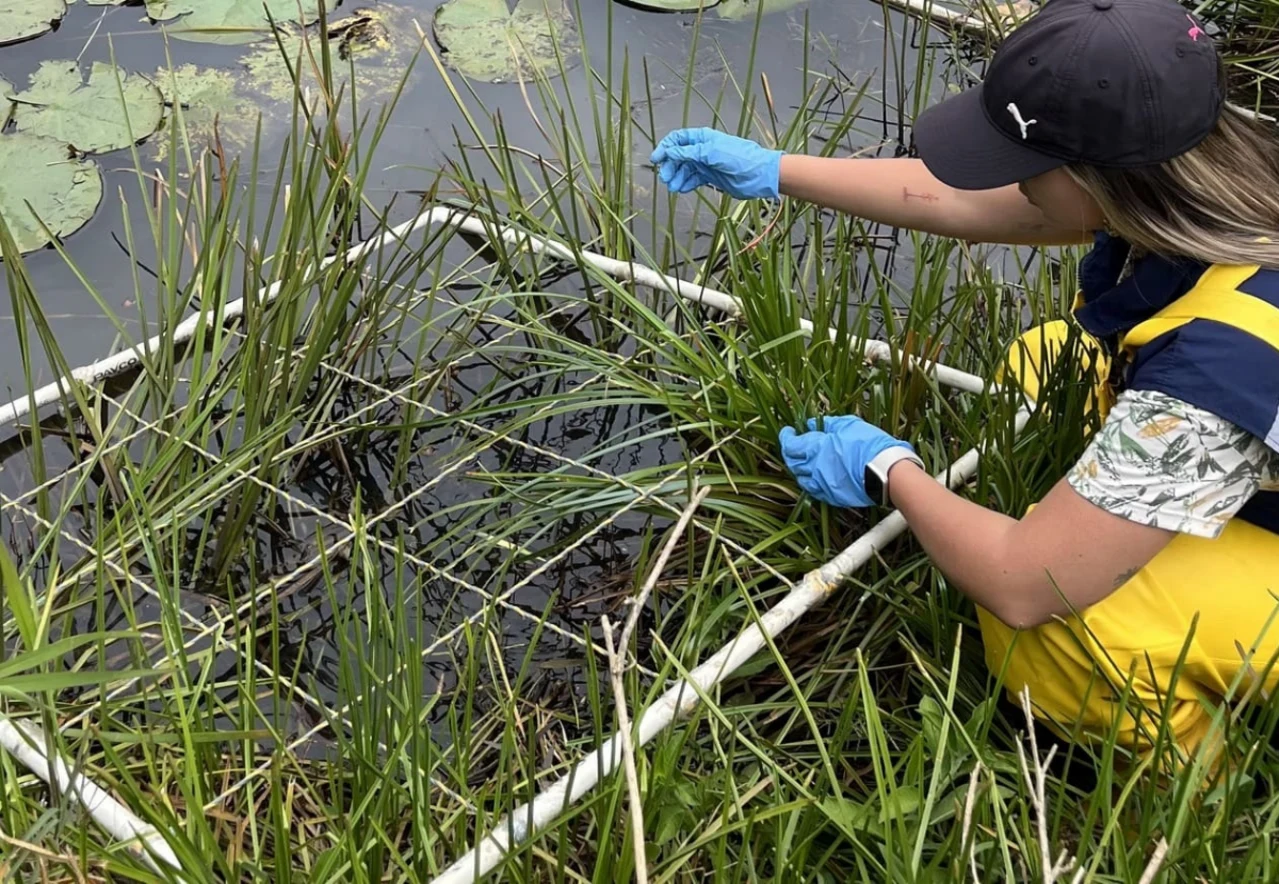 Equipo de campo trabajando en la restauración de un humedal