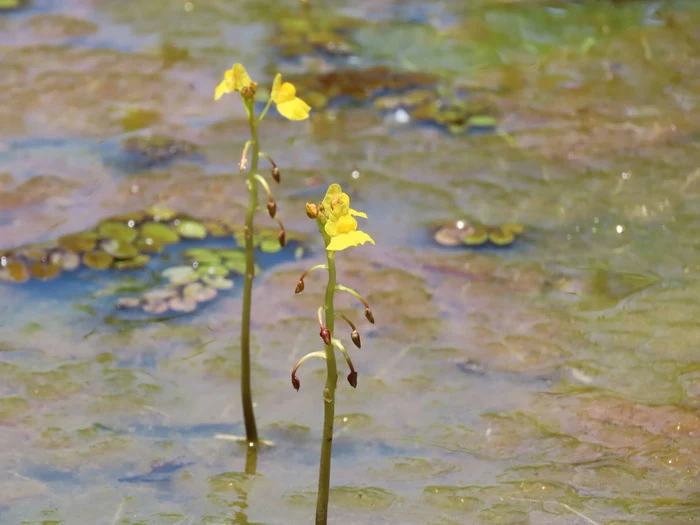 Monitoreo de fauna y biodiversidad