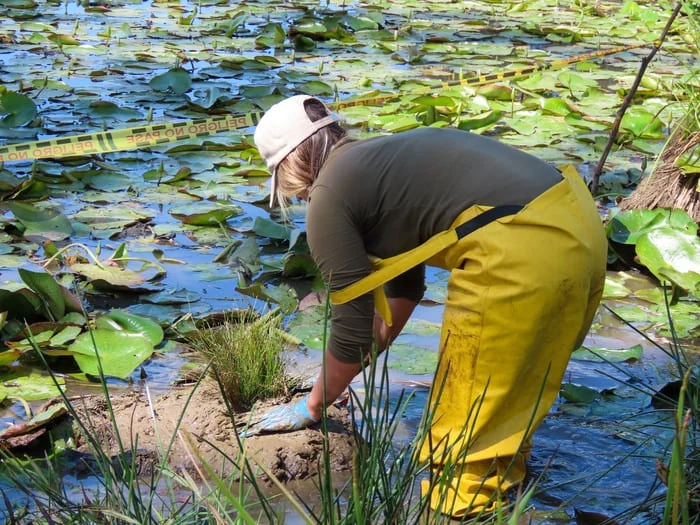 Trabajo de restauración ecológica en un humedal