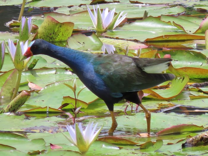 narure-restorations-home-10