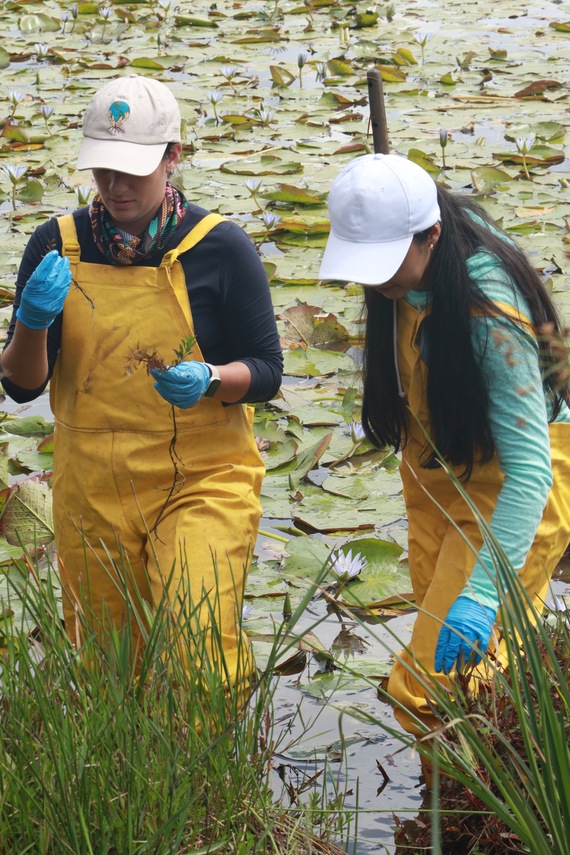 nature-restoration-10