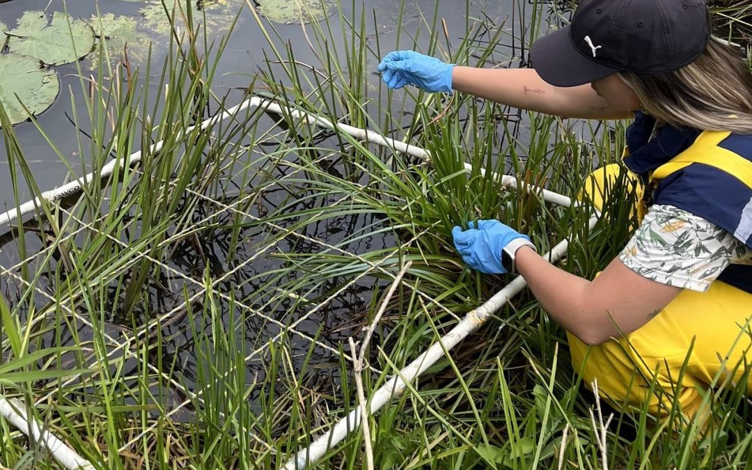 ¿Qué es la restauración ecológica y por qué es clave para recuperar los ecosistemas?