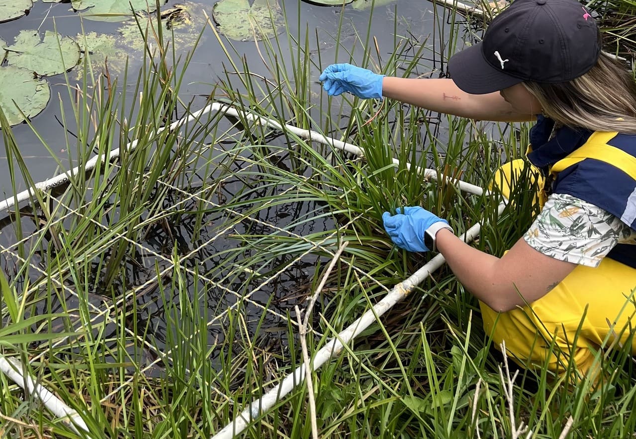 ¿Qué es la restauración ecológica y por qué es clave para recuperar los ecosistemas?