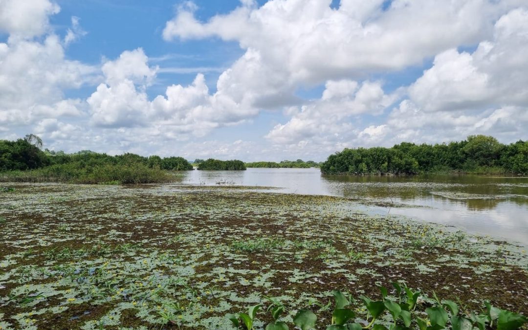 Cómo las empresas pueden compensar su impacto ambiental mediante proyectos de restauración
