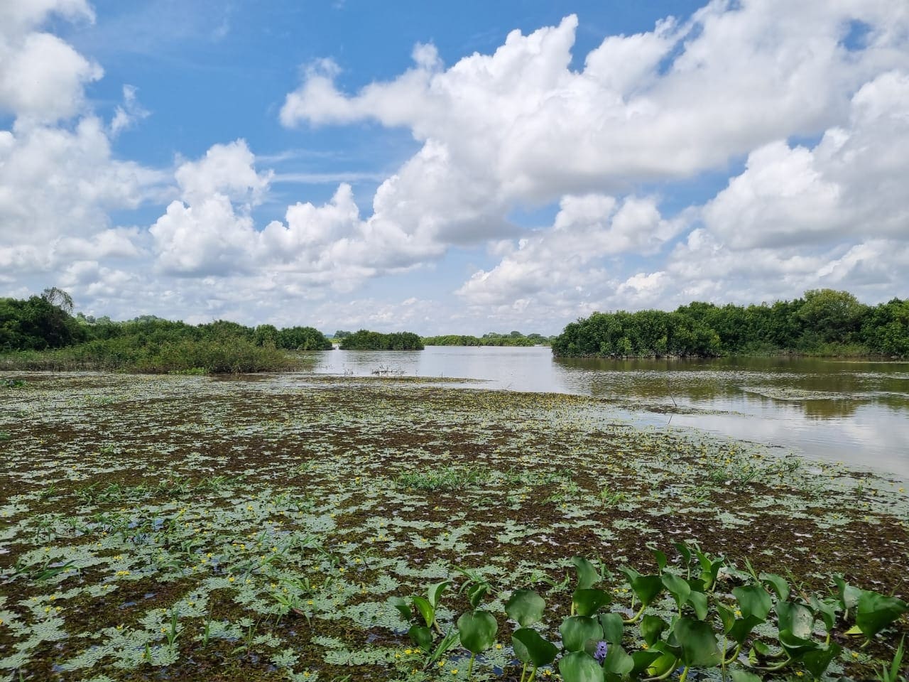 Cómo las empresas pueden compensar su impacto ambiental mediante proyectos de restauración