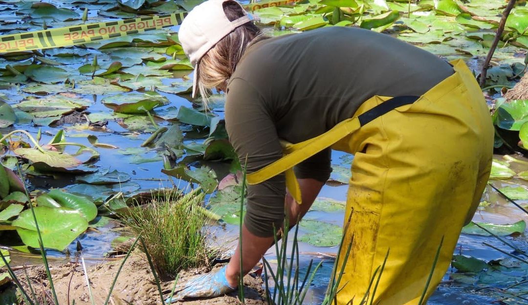 Restauración de ecosistemas degradados: estrategias científicas que sí funcionan