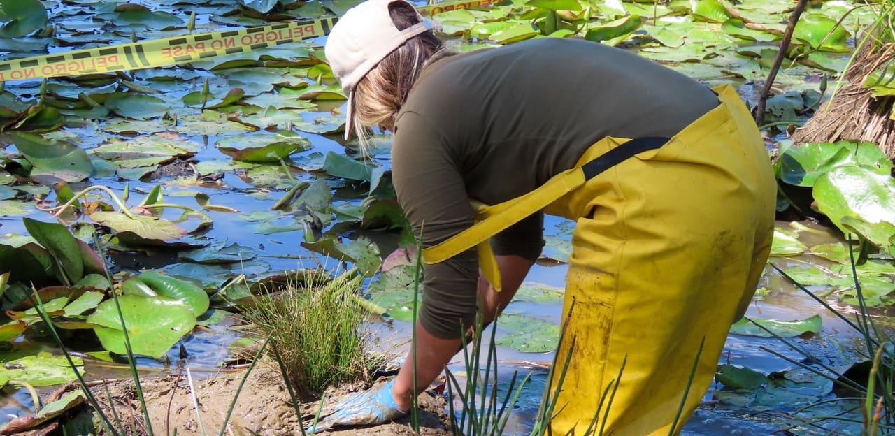 Restauración de ecosistemas degradados: estrategias científicas que sí funcionan