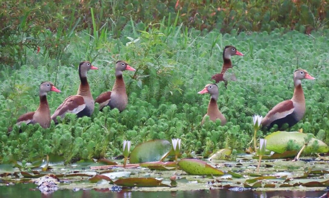 El papel de la biodiversidad en la recuperación de los territorios