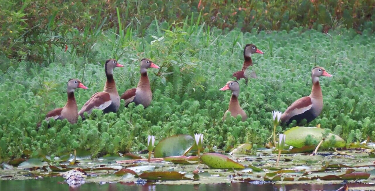 El papel de la biodiversidad en la recuperación de los territorios
