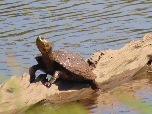 nature-restoration11